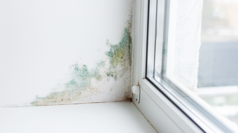 Mold inspection service - Home Inspection Service, Georgia