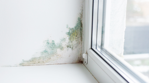 Mold inspection service - Home Inspection Service, Georgia