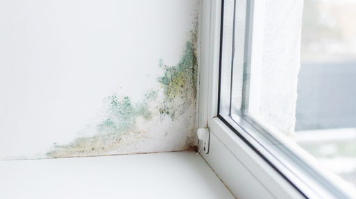 Mold inspection service - Home Inspection Service, Georgia